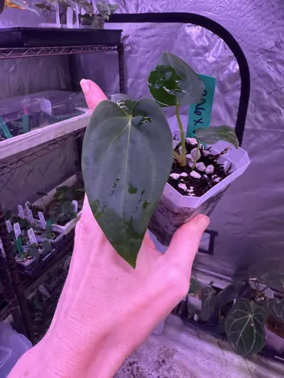 plant/Grower choice Pap RA 6 x Vicky Pap-0-thumbnail