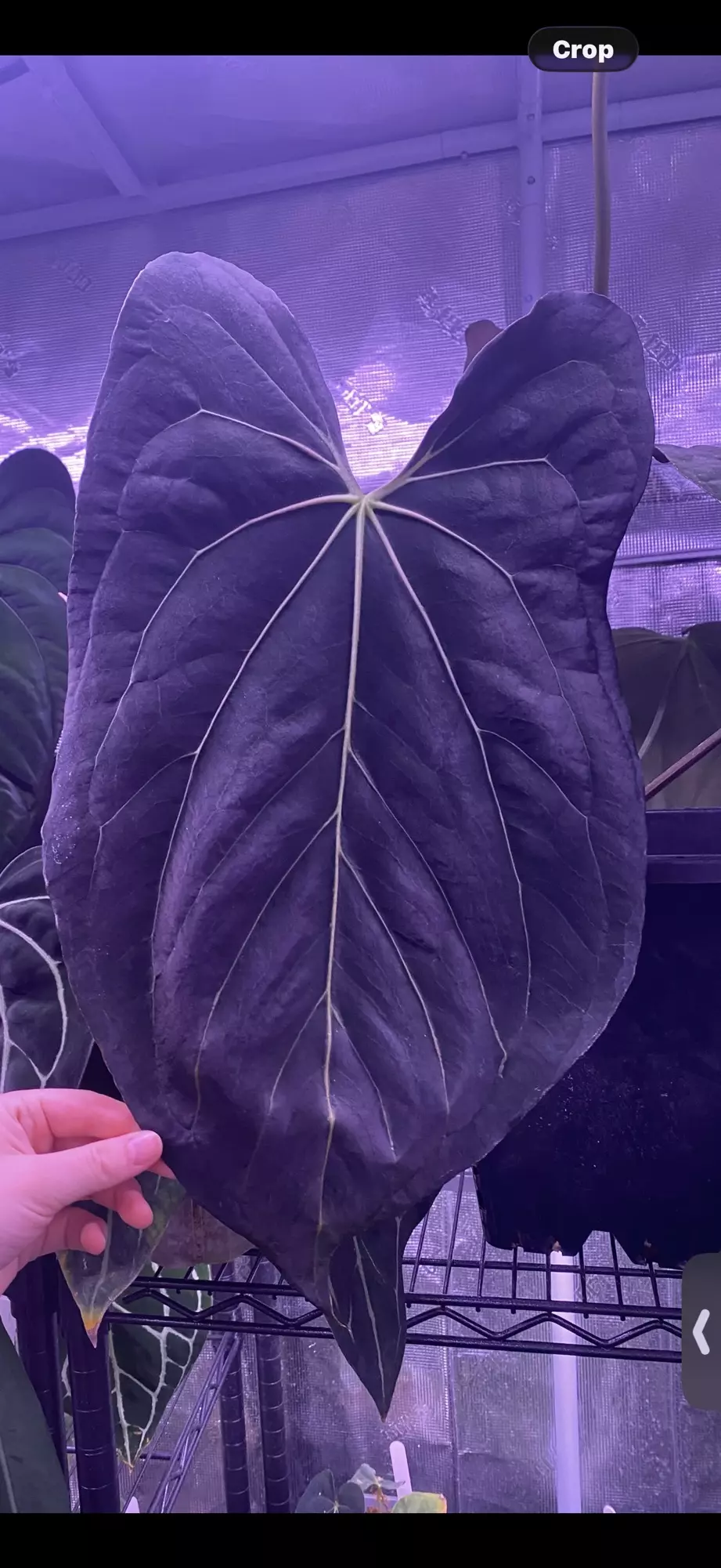 plant/Growers choice Pap Carla x self sprout-0