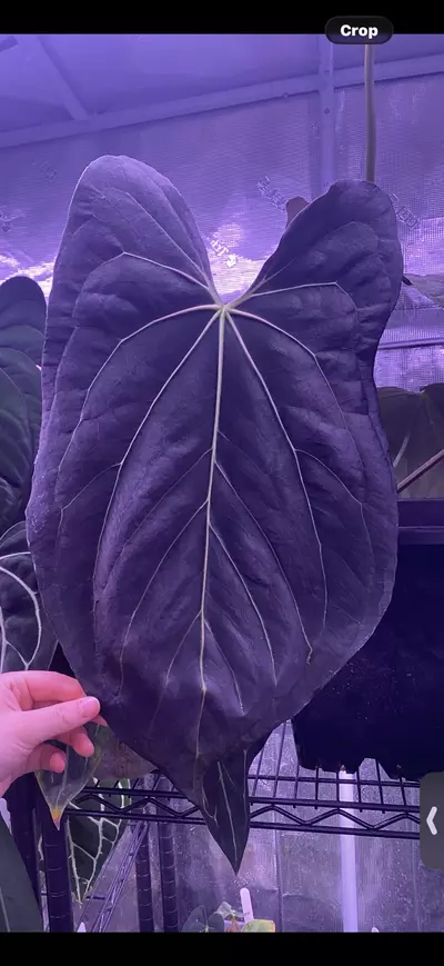 plant/Growers choice Pap Carla x self sprout-0-thumbnail