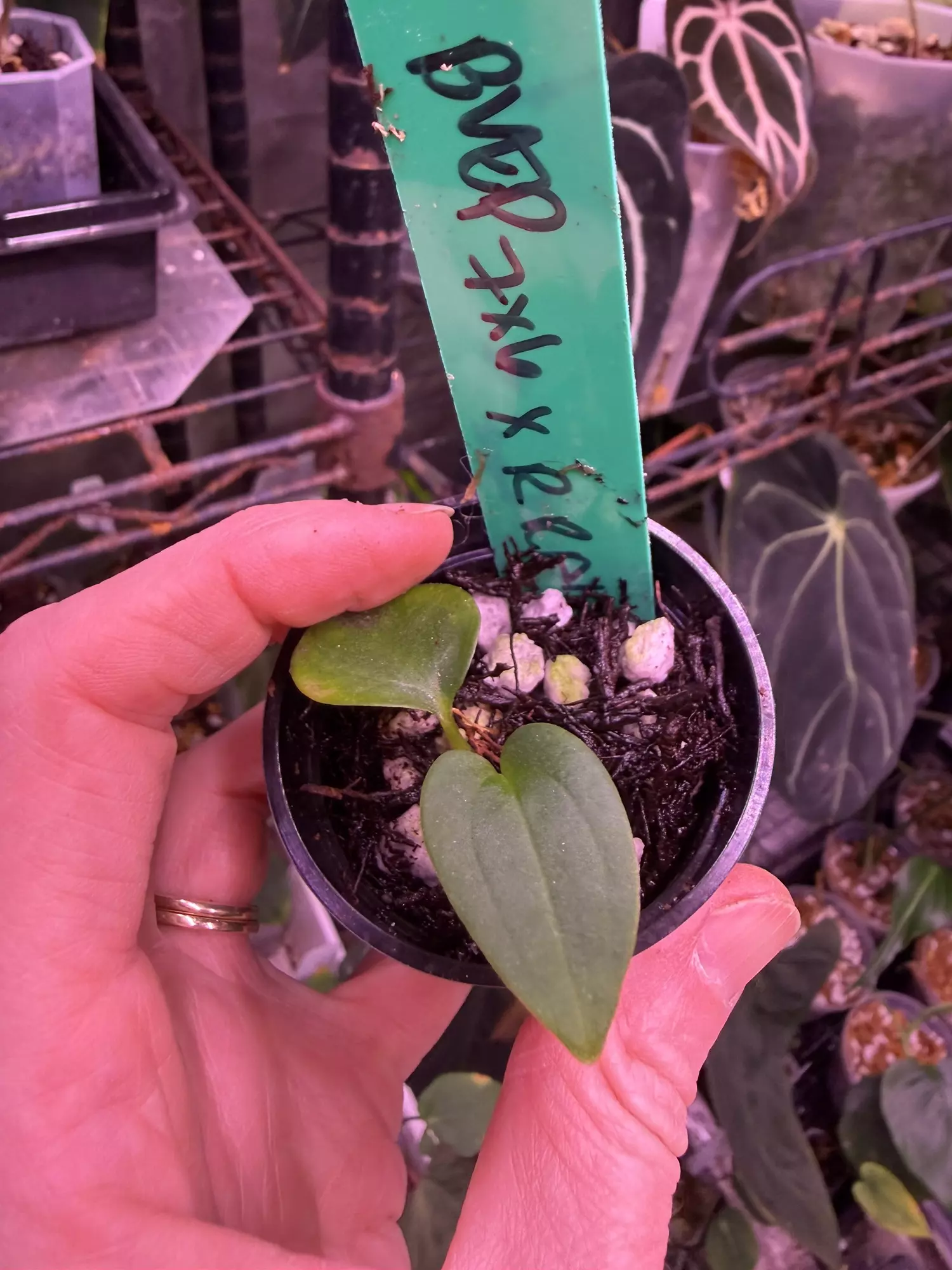 plant/Bvep RA 7x6 x Bvep Round RA 1-0