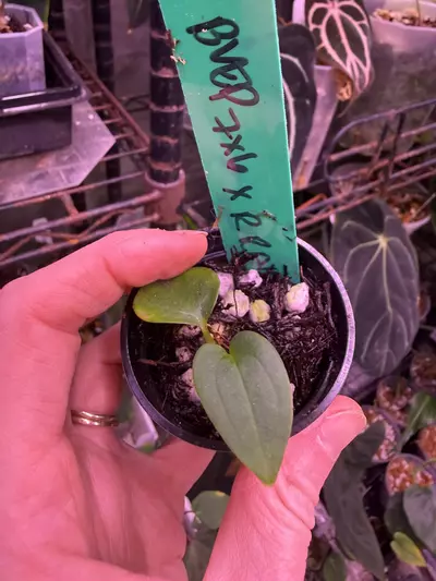 plant/Bvep RA 7x6 x Bvep Round RA 1-0-thumbnail