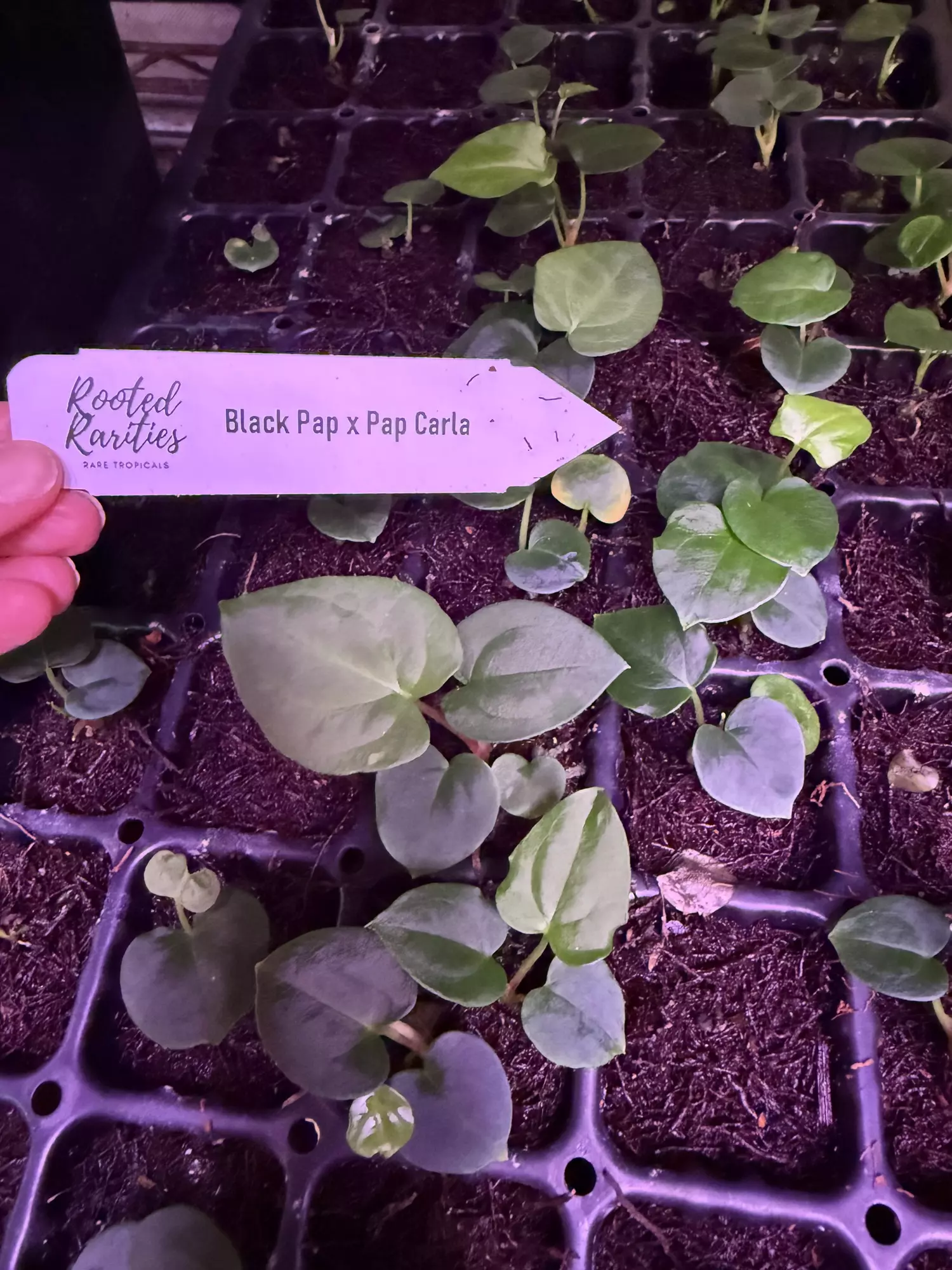 plant/Growers choice Black Pap x Pap Carla-1