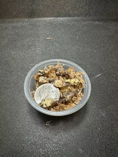 plant/Simpo Albo •Corm GC•-1-thumbnail