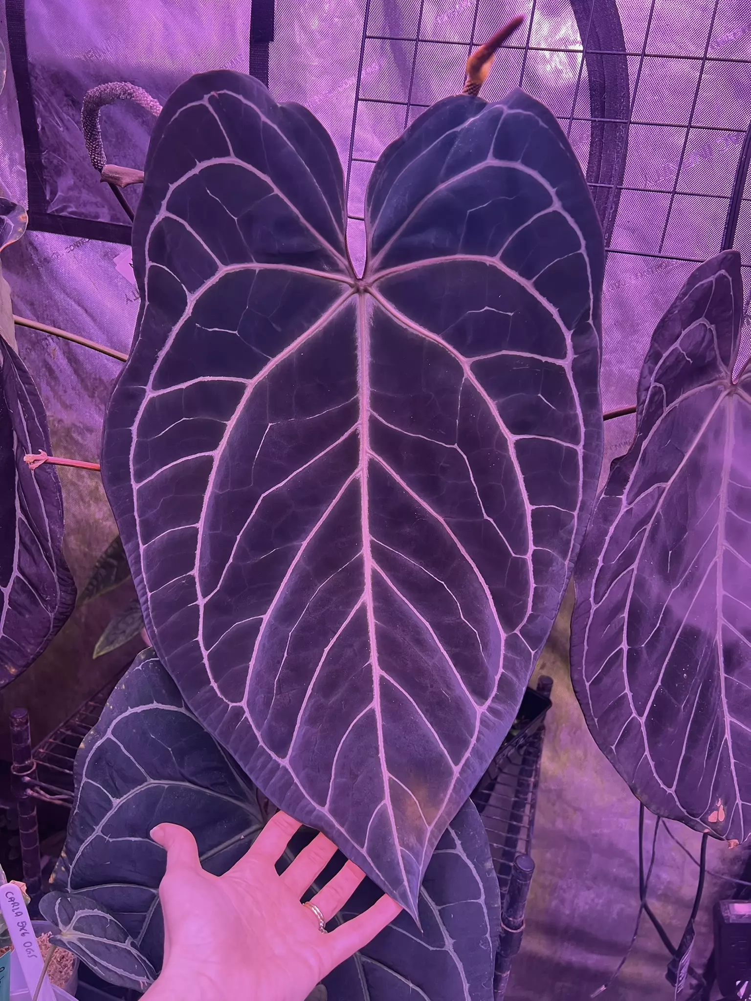 plant/Tim’s black x self small seedlings-0