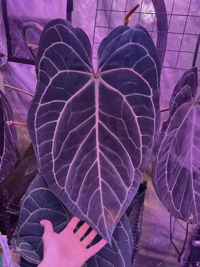 plant/Tim’s black x self small seedlings-0-thumbnail