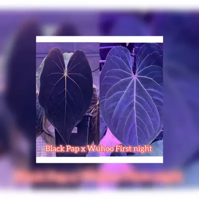 plant/🎄New release Black pap x Wuhoo first night-0-thumbnail