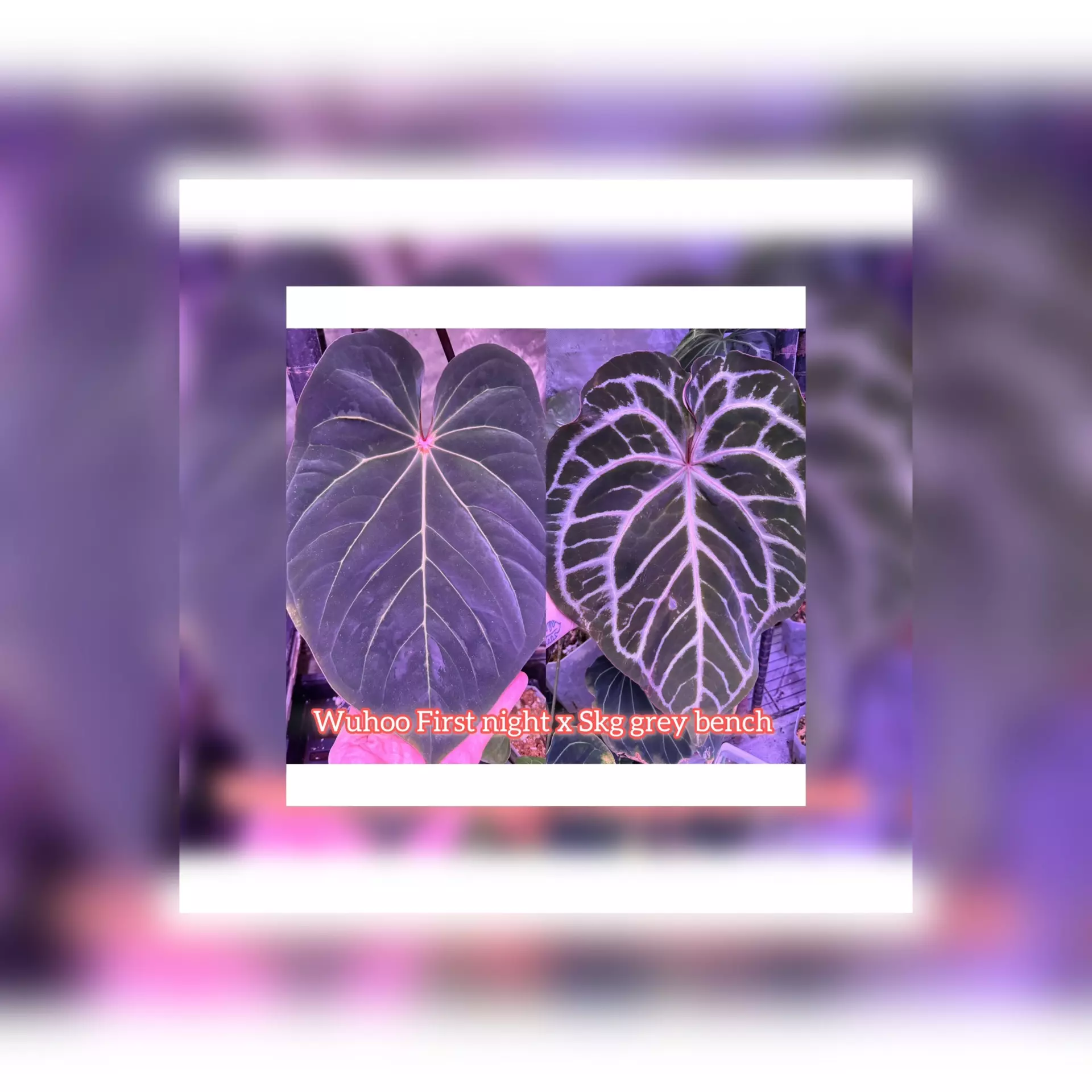 plant/🎅🏻New release Wuhoo First Nigtt x SKG grey bench-0