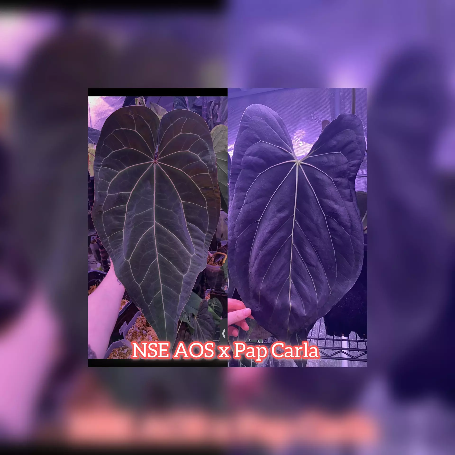 plant/🎄New release NSE AOS x Pap Carla sprout-0