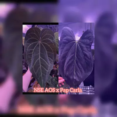 plant/🎄New release NSE AOS x Pap Carla sprout-0-thumbnail