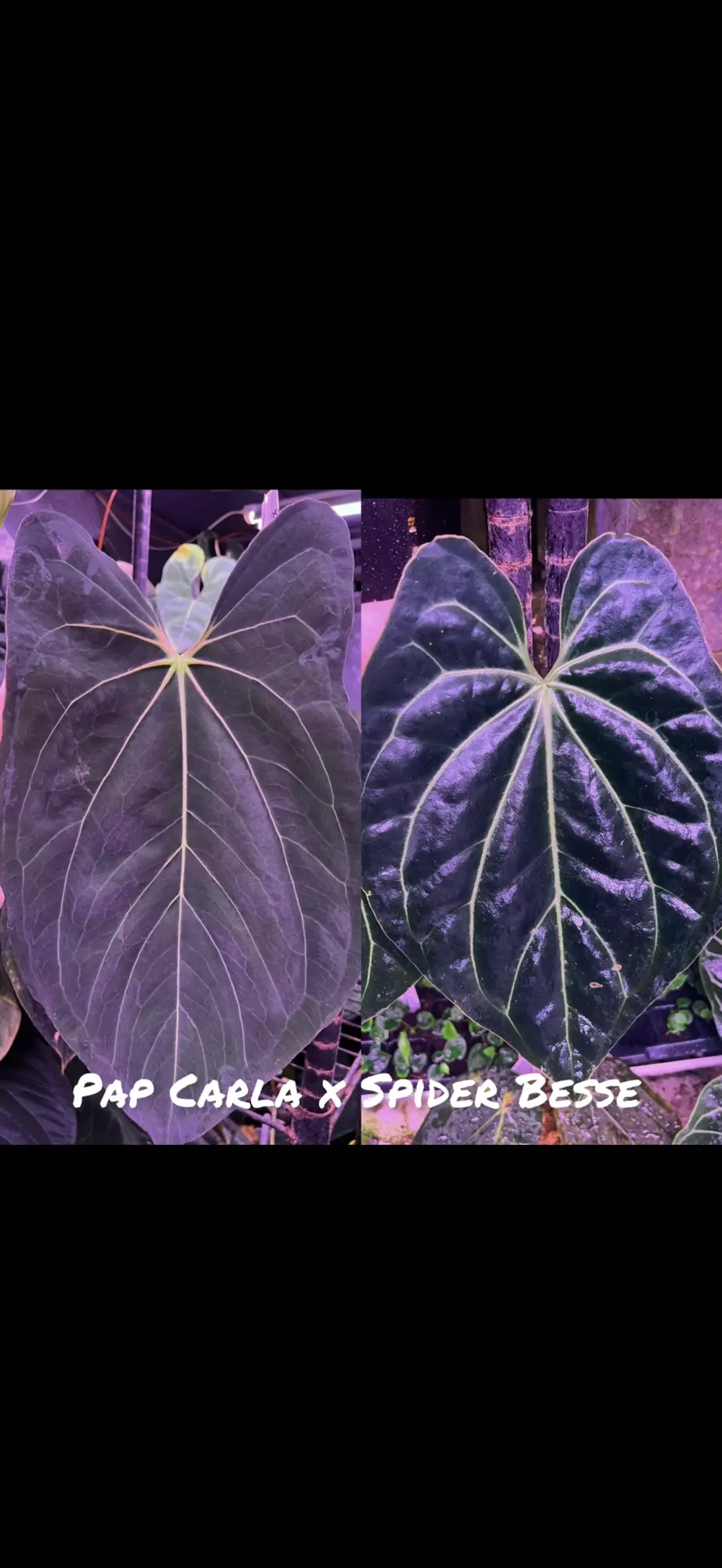 plant/Growers choice Pap Carla x Spider Besseae seedling-0