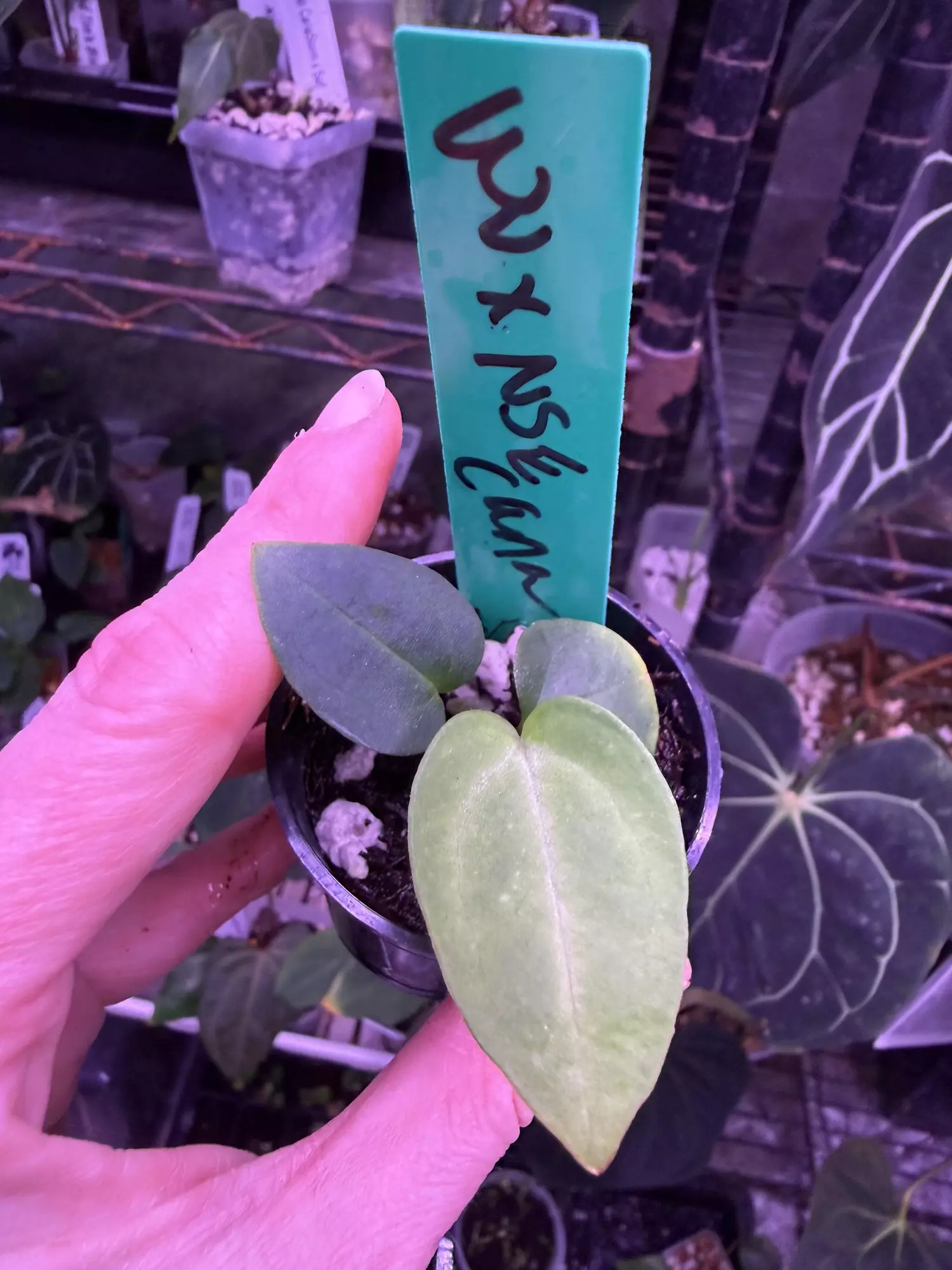 plant/Wu Carla x nse Carla-0