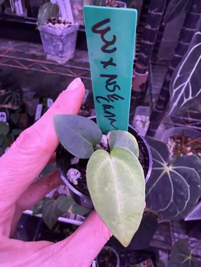 plant/Wu Carla x nse Carla-0-thumbnail