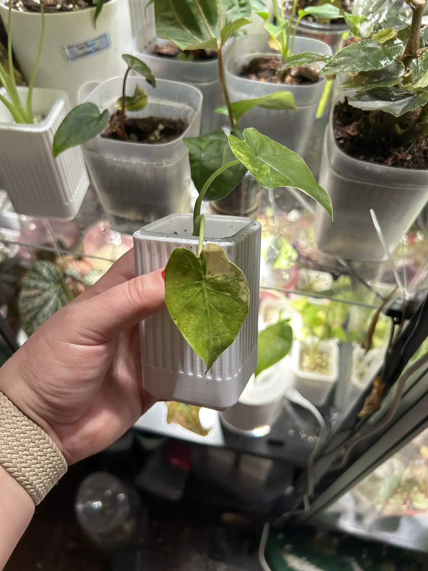 plant/Alocasia NOID suspect Gageana Aurea-1