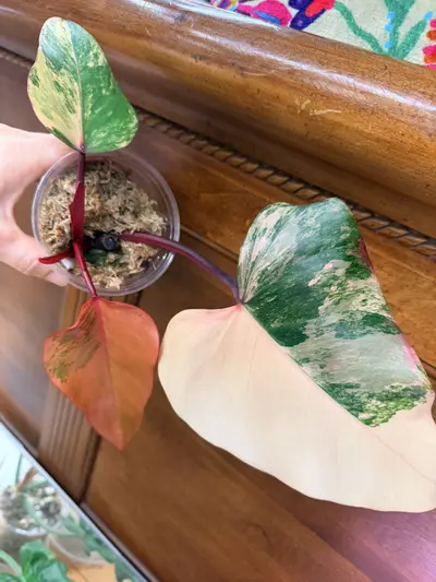 plant/Strawberry Shake Var✨ (fully rooted mid-cut)-0-thumbnail