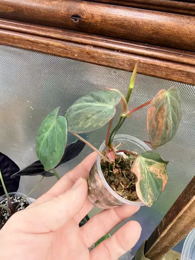 plant/Philodendron micans Aurea # 0042-3-thumbnail