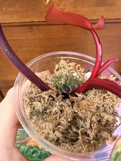 plant/Strawberry Shake Var✨ (fully rooted mid-cut)-2-thumbnail