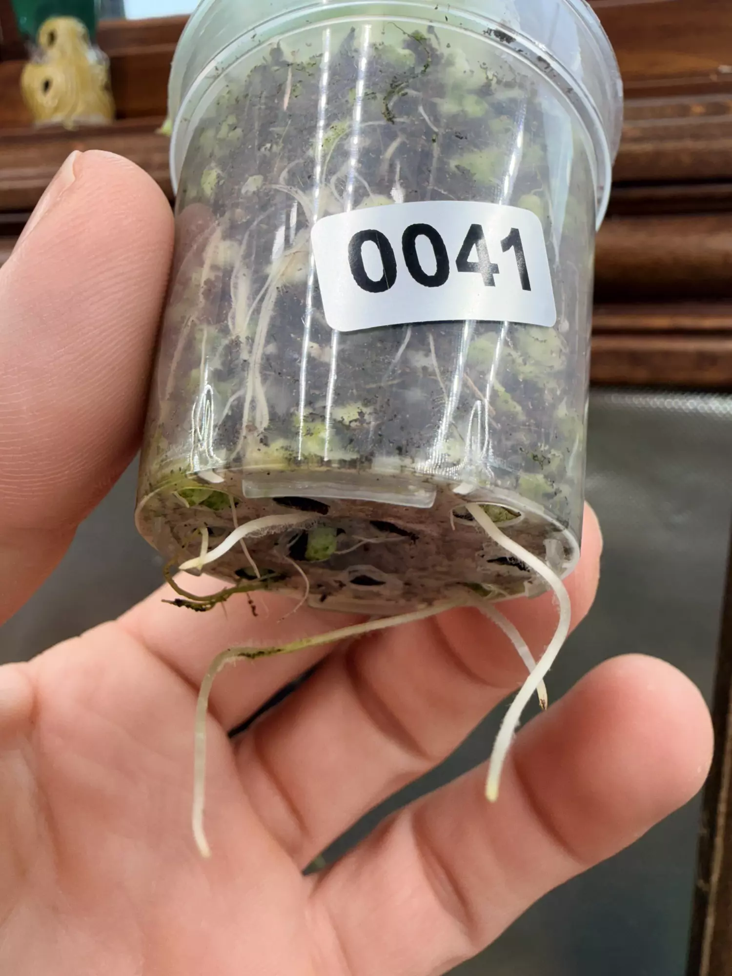 plant/Alocasia Odora Batik #0041-4