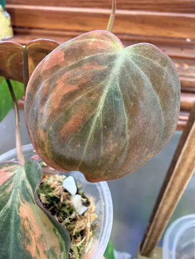 plant/Philodendron micans Aurea # 0042-2-thumbnail