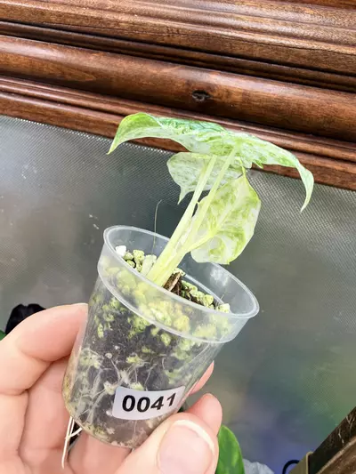 plant/Alocasia Odora Batik #0041-3-thumbnail