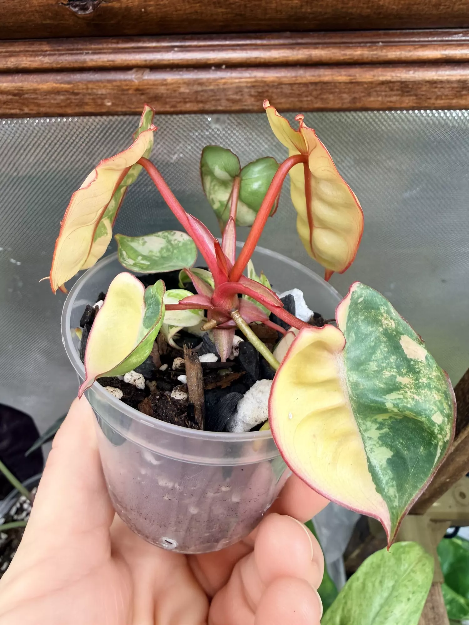 plant/Philodendron Billietiae Variegated✨-0
