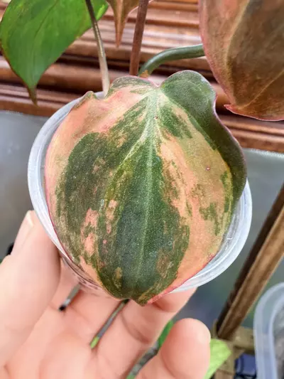 plant/Philodendron micans Aurea # 0042-0-thumbnail