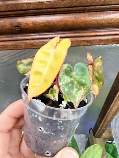 plant/Philodendron Billietiae Variegated✨-3-thumbnail