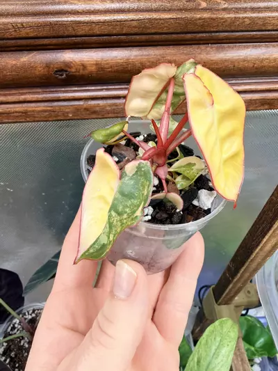 plant/Philodendron Billietiae Variegated✨-1-thumbnail