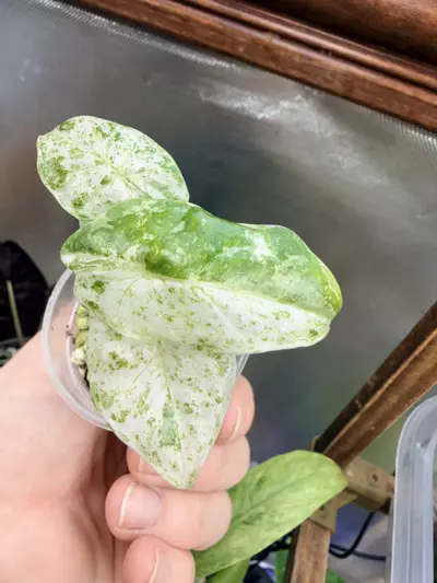 plant/Alocasia Odora Batik #0041-0-thumbnail