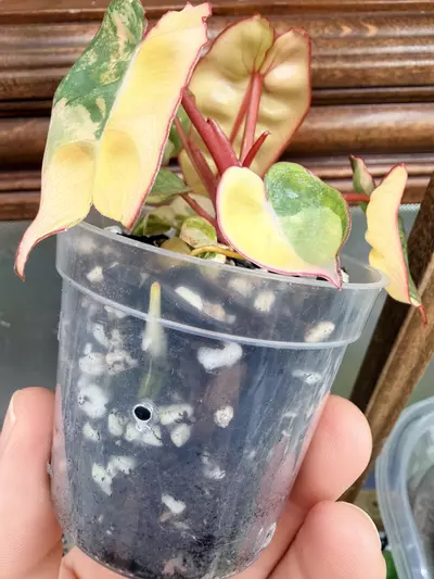 plant/Philodendron Billietiae Variegated✨-2-thumbnail