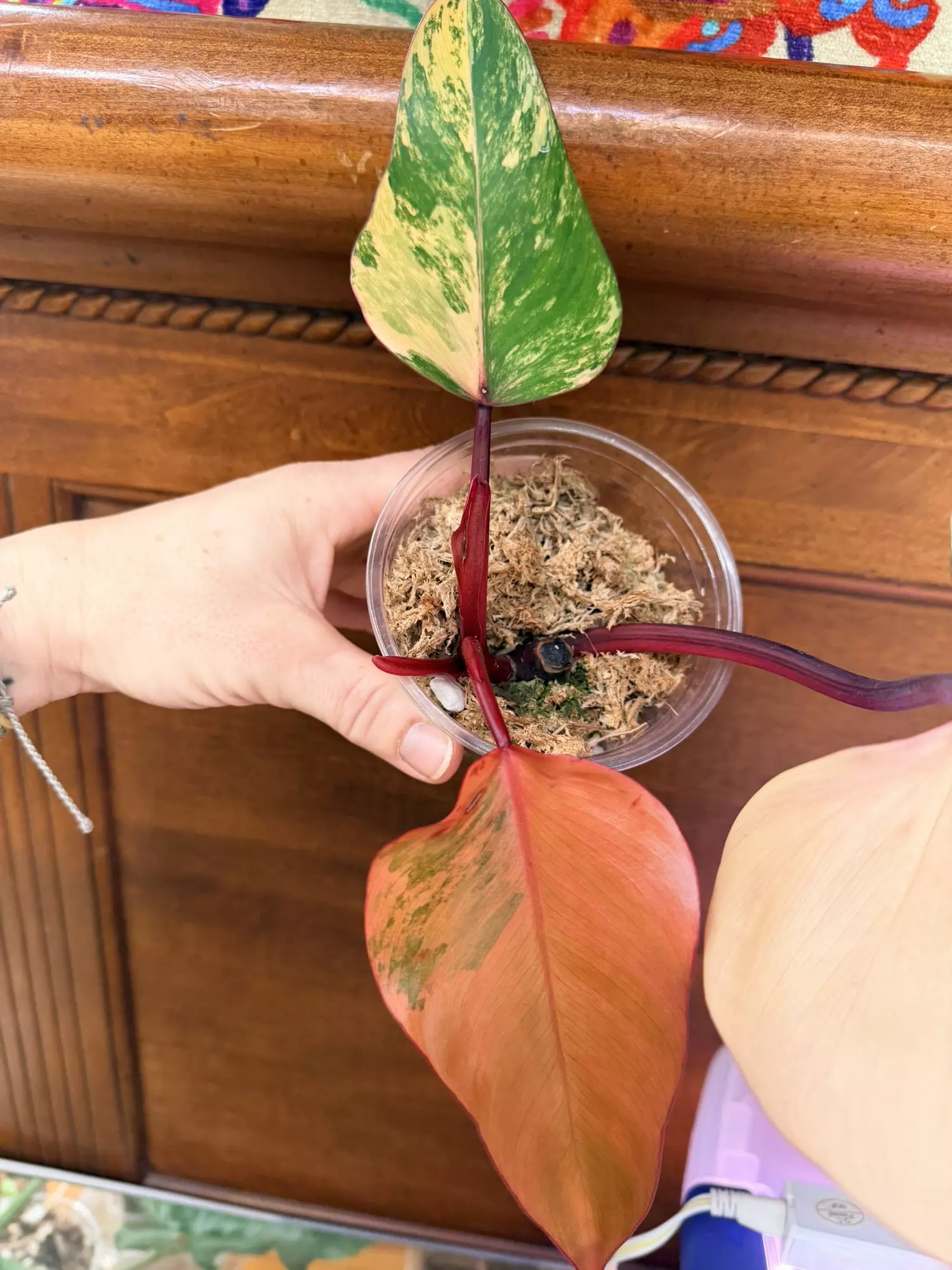 plant/Strawberry Shake Var✨ (fully rooted mid-cut)-1