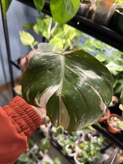 plant/Philodendron White Knight-0-thumbnail