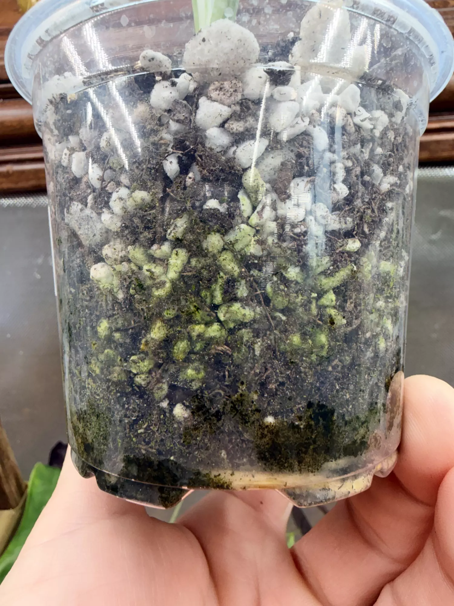 plant/Monstera White Monster-2