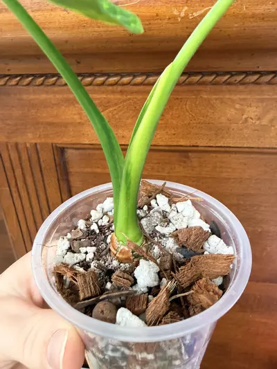 plant/Alocasia Gageana Aurea-2-thumbnail