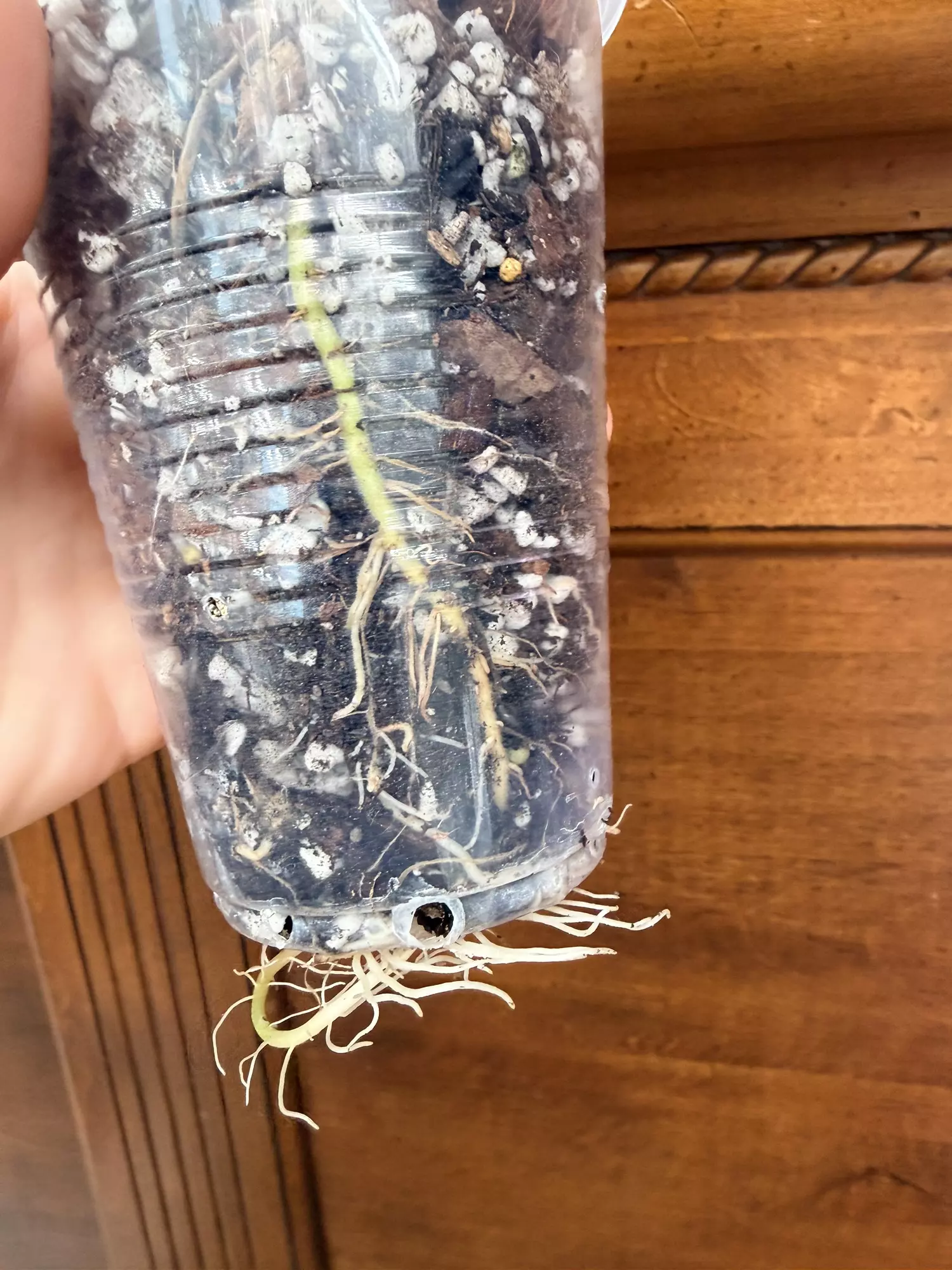 plant/Alocasia Gageana Aurea-4