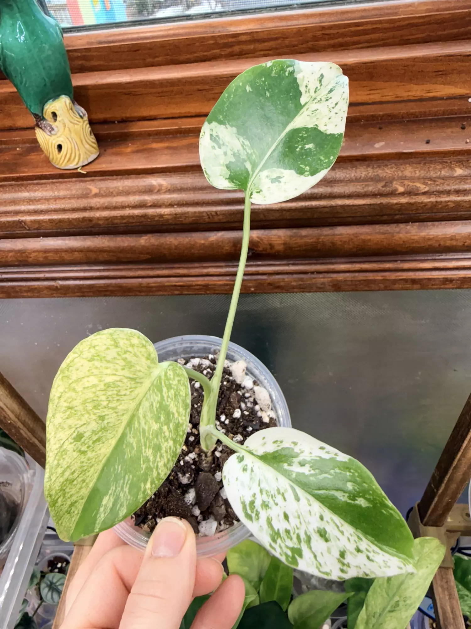 plant/Monstera White Monster-0