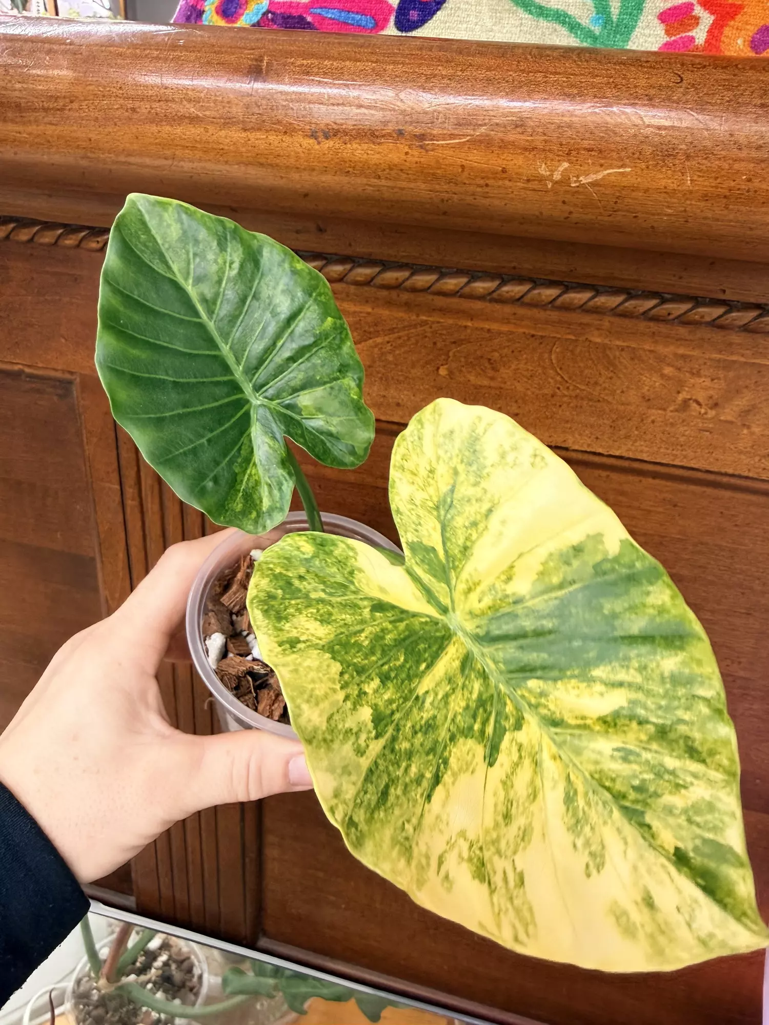 plant/Alocasia Gageana Aurea-1