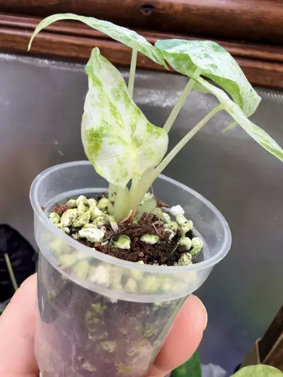 plant/Alocasia Odora Batik #0041-2-thumbnail