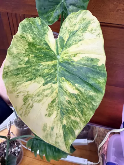 plant/Alocasia Gageana Aurea-3-thumbnail