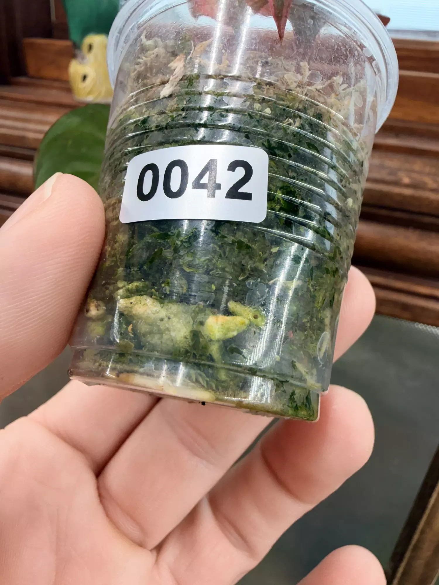 plant/Philodendron micans Aurea # 0042-4