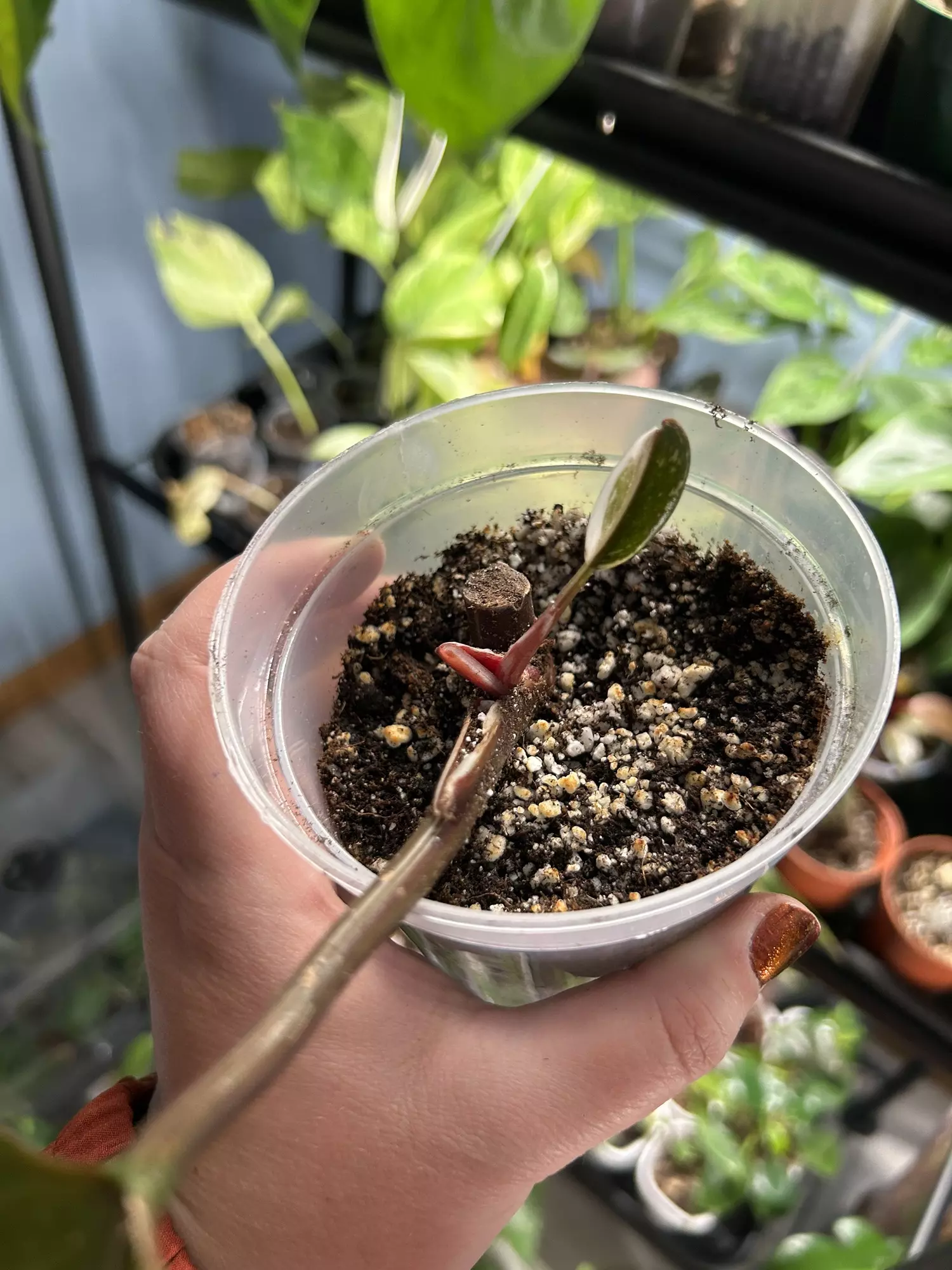 plant/Philodendron White Knight-1