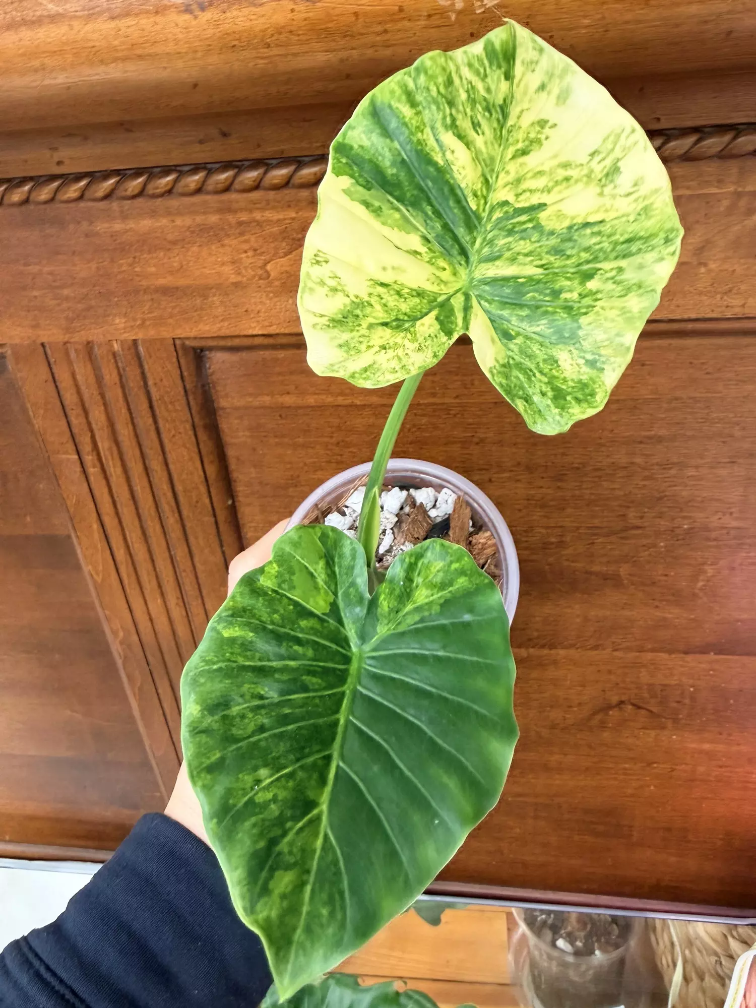 plant/Alocasia Gageana Aurea-0
