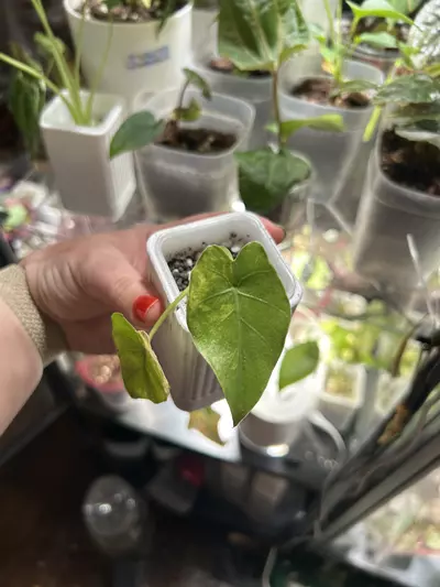 plant/Alocasia NOID suspect Gageana Aurea-0-thumbnail