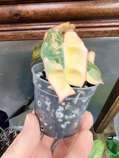plant/Philodendron Billietiae Variegated✨-4-thumbnail