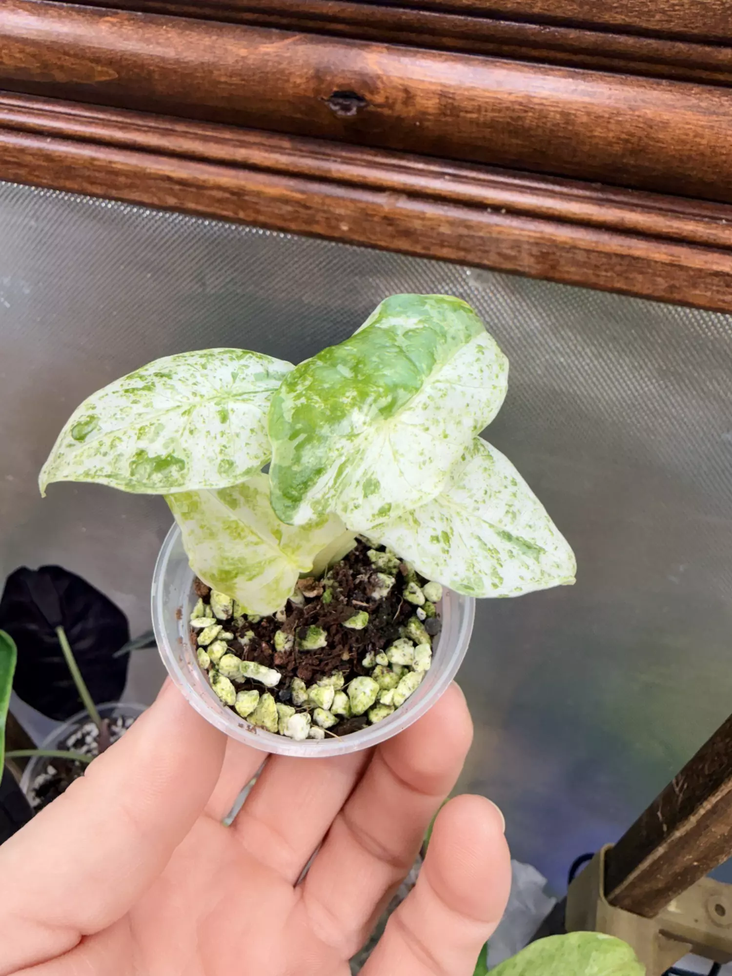 plant/Alocasia Odora Batik #0041-1