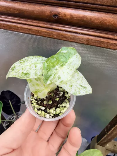 plant/Alocasia Odora Batik #0041-1-thumbnail