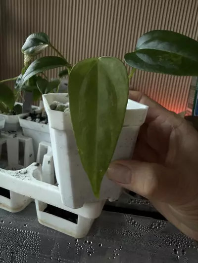 plant/Kuna Port x Mr. World Wide select-0-thumbnail