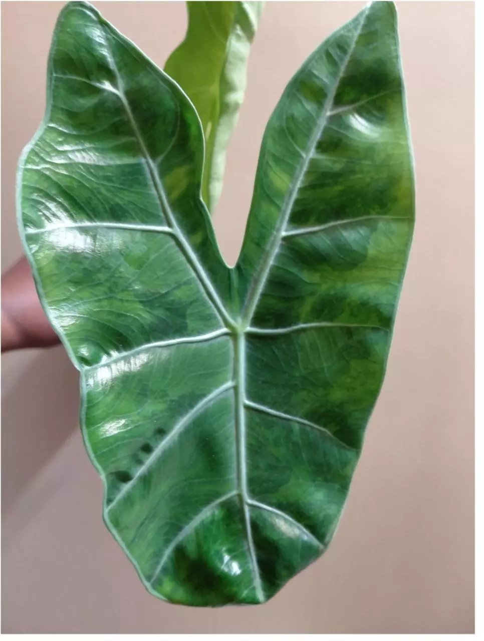 plant/Alocasia Longiloba Green on Green Pup-2