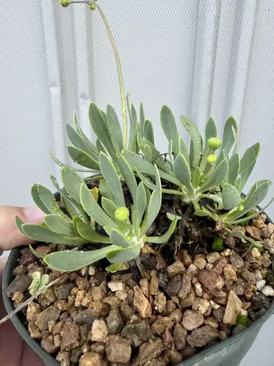 plant/Othonna retrorsa 6”-0-thumbnail