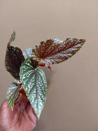 plant/Begonia Begino Pink-2-thumbnail