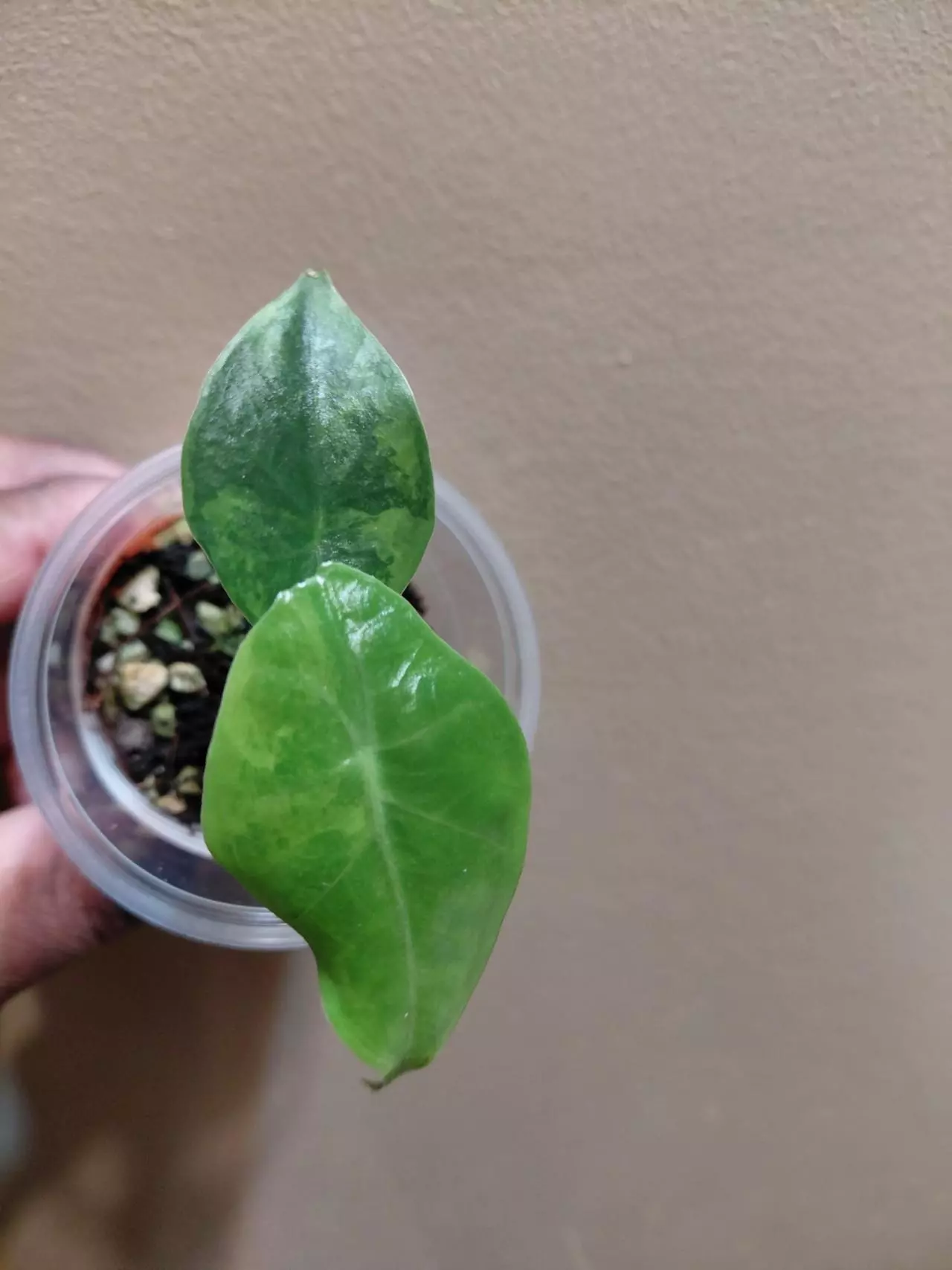 plant/Alocasia Longiloba Green on Green Pup-1